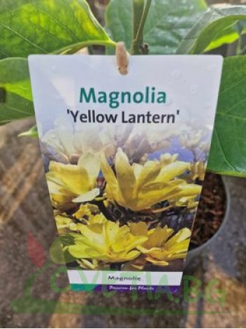 Магнолия "Yellow Lantern"